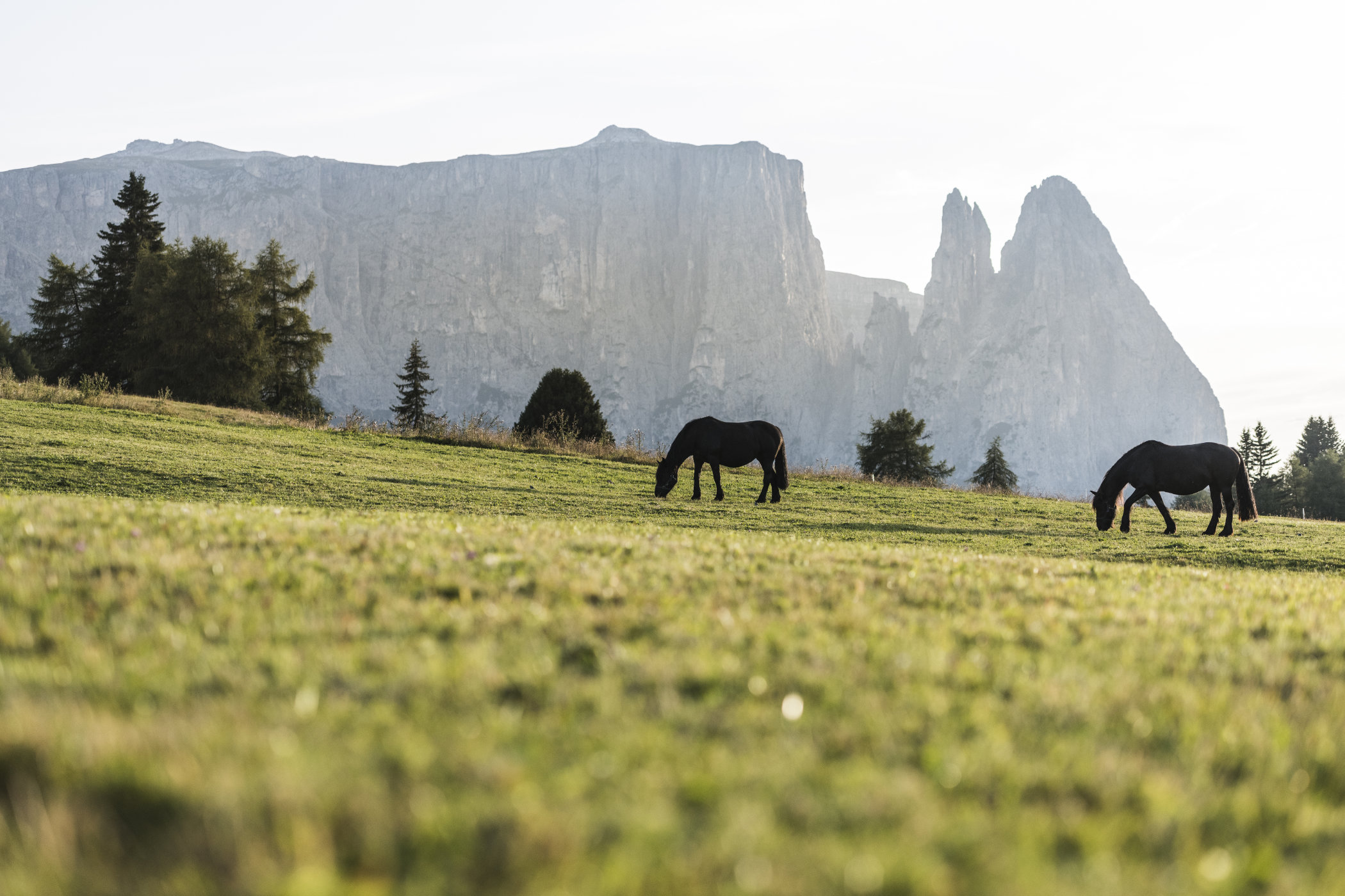 Pferde mit Schlern im Hintergrund